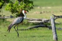 Grus carunculata