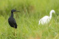 Egretta vinaceigula