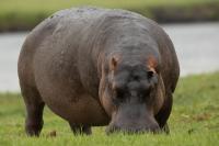 Common hippopotamus