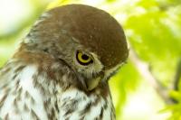 Glaucidium perlatum