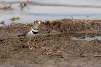 Charadrius tricollaris