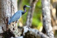 Egretta caerulea 