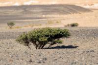 Egypt LANDSCAPE