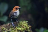 ECUADOR-FAUNA