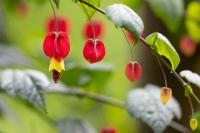 ECUADOR -FLOWERS