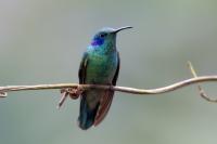 Colibri coruscans