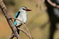 Halcyon senegalensis