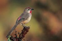 ETHIOPIA FAUNA