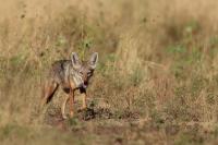 African golden wolf