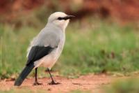 Zavattariornis stresemanni