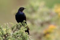 Lamprotornis purpuroptera