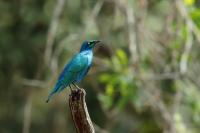 Lamprotornis chalybaeus