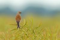 Carduelis cannabina