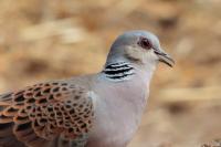 Streptopelia turtur