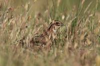 Coturnix coturnix