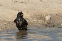 Sturnus unicolor