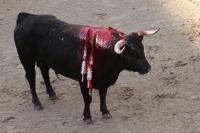 Bullfighting