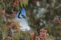 Cyanocitta cristata 