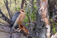 Kazakhstan FAUNA