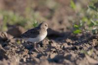 Calidris temminckii 