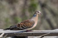 Streptopelia orientalis