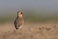 Charadrius leschenaultii