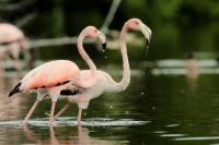 Phoenicopterus ruber