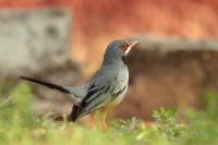 Turdus plumbeus