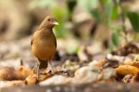 Turdus grayi