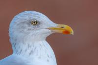 Larus argentatus