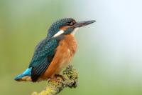 Alcedo atthis