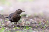 Turdus merula