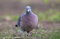 Columba palumbus