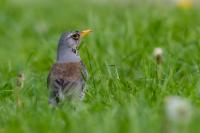 Turdus pilaris