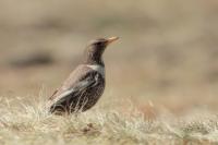 Turdus torquatus