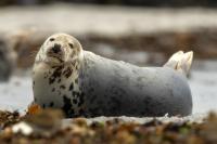 Grey seal