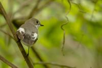 Ficedula hypoleuca