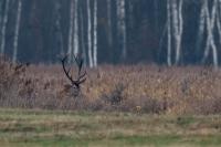 Red deer