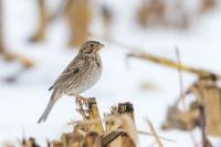 Emberiza calandra