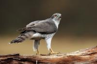 Accipiter gentilis