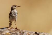 Anthus berthelotii