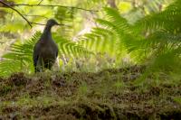 Madeira fauna