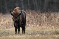 European bison