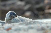 Harbor seal