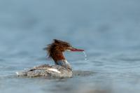 Mergus merganser