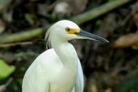 Egretta thula