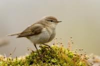 Phylloscopus collybita