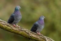 Columba livia domestica