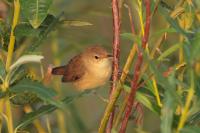 Acrocephalus palustris