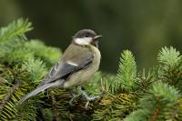 Parus major